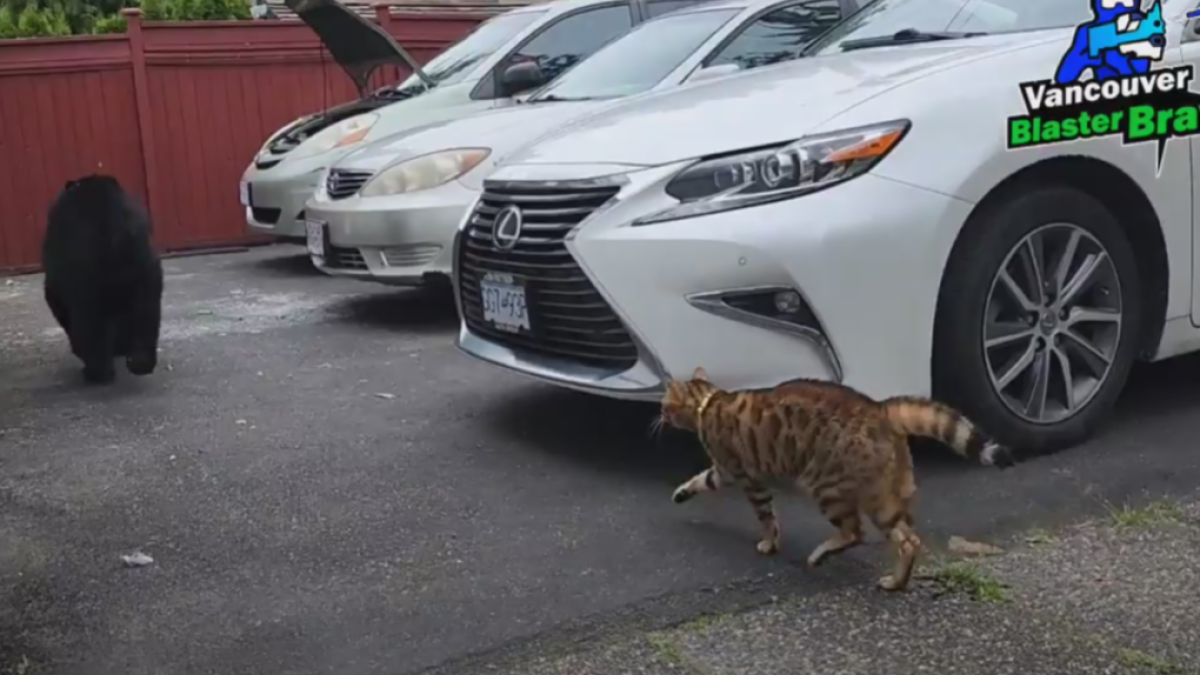 Gato doméstico expulsa urso que tentava invadir casa; assista