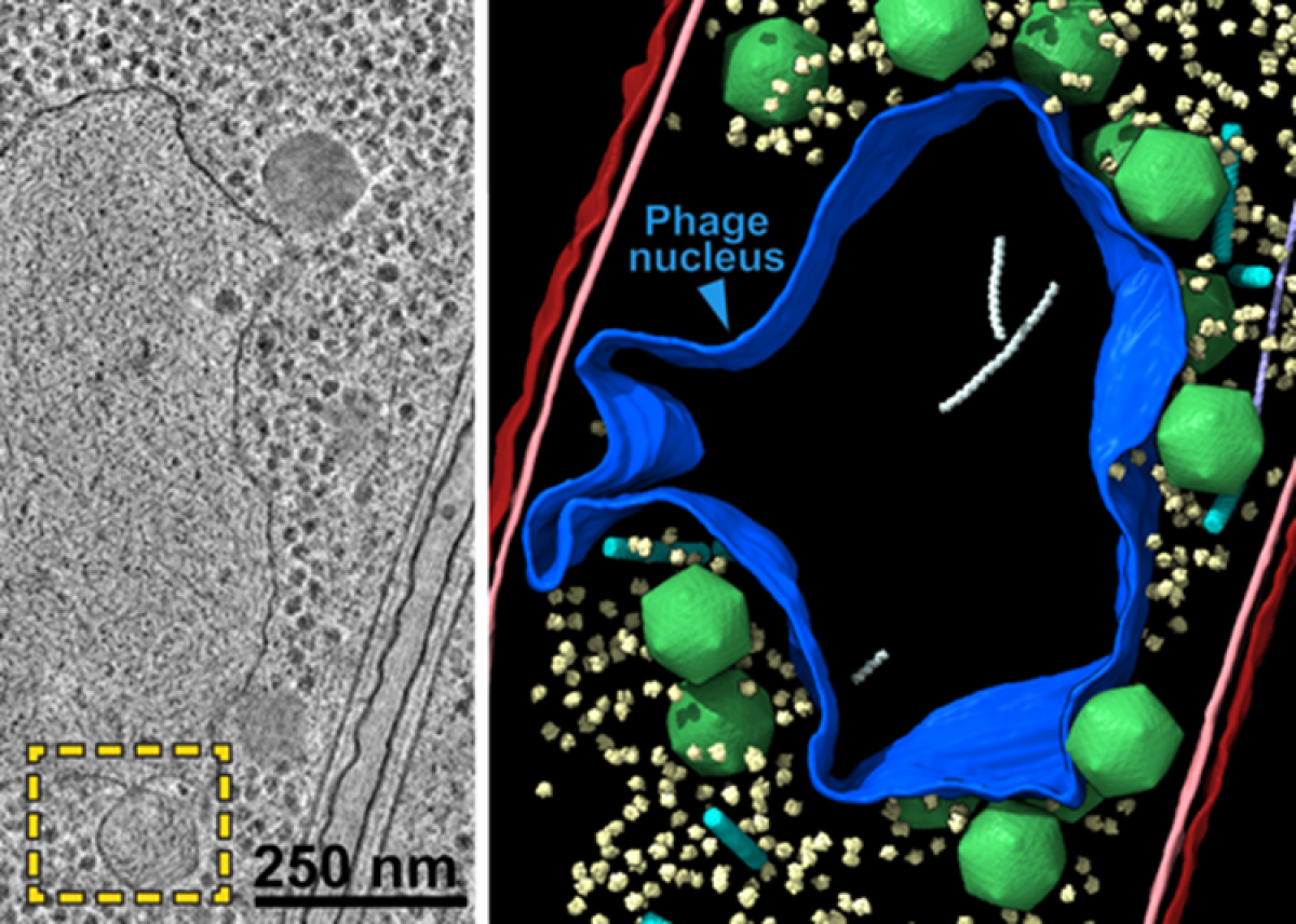 Vírus gigantes criam núcleo celular parecido com o dos humanos; entenda