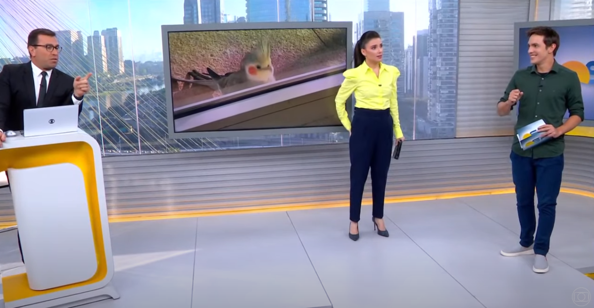 Calopsita entra em estúdio de programa ao vivo e assusta apresentadora