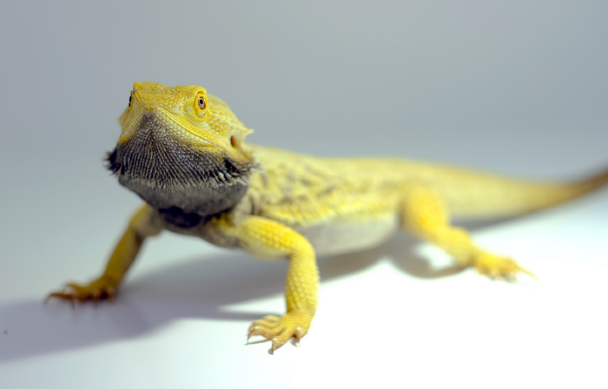 Dragão australiano ajuda a explicar evolução dos cérebros dos vertebrados