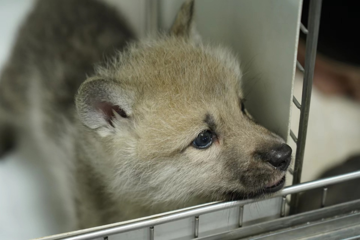 Conheça a filhote Maya, o primeiro clone de lobo-do-ártico