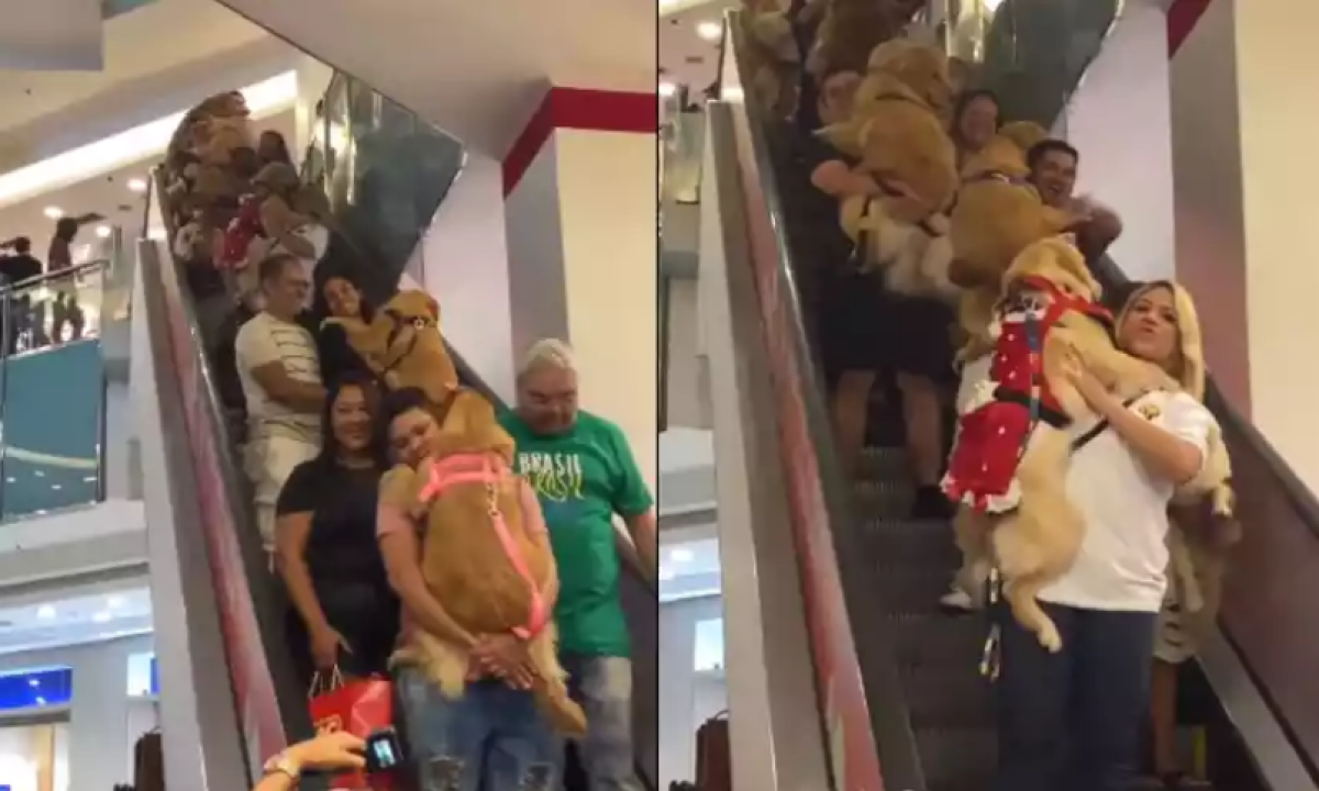 Encontro de cães da raça golden retriever em shopping conquista a internet