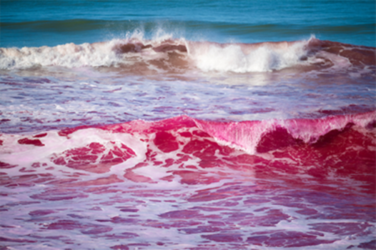 Cientistas deixam água do mar rosa em praia dos EUA; saiba o motivo