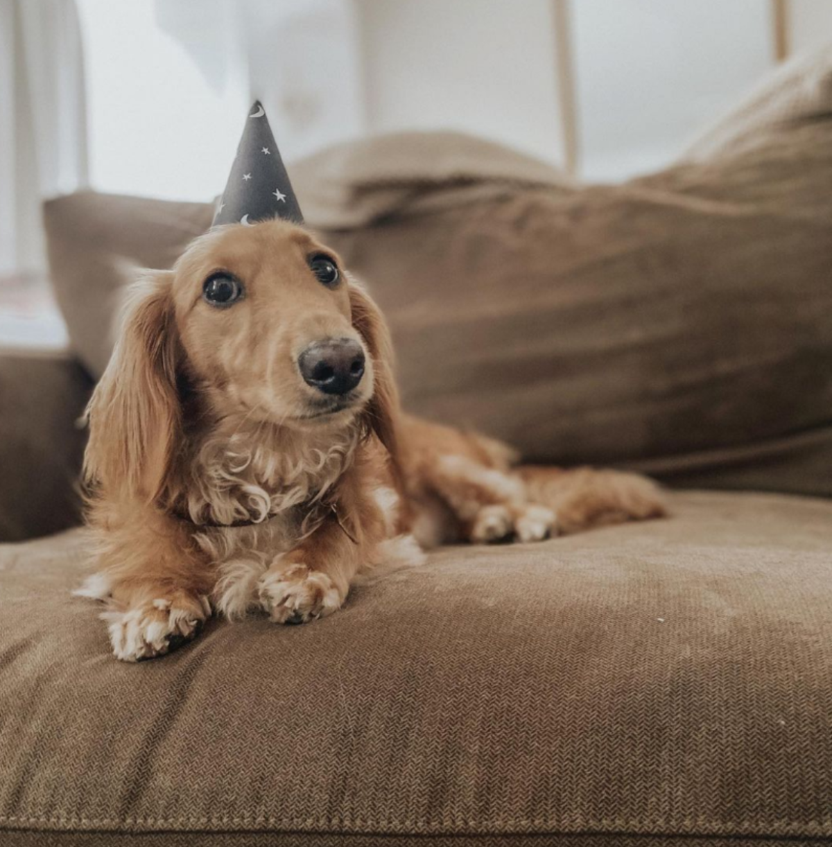 Vídeo: cão influencer viraliza ao viajar de classe executiva para Paris