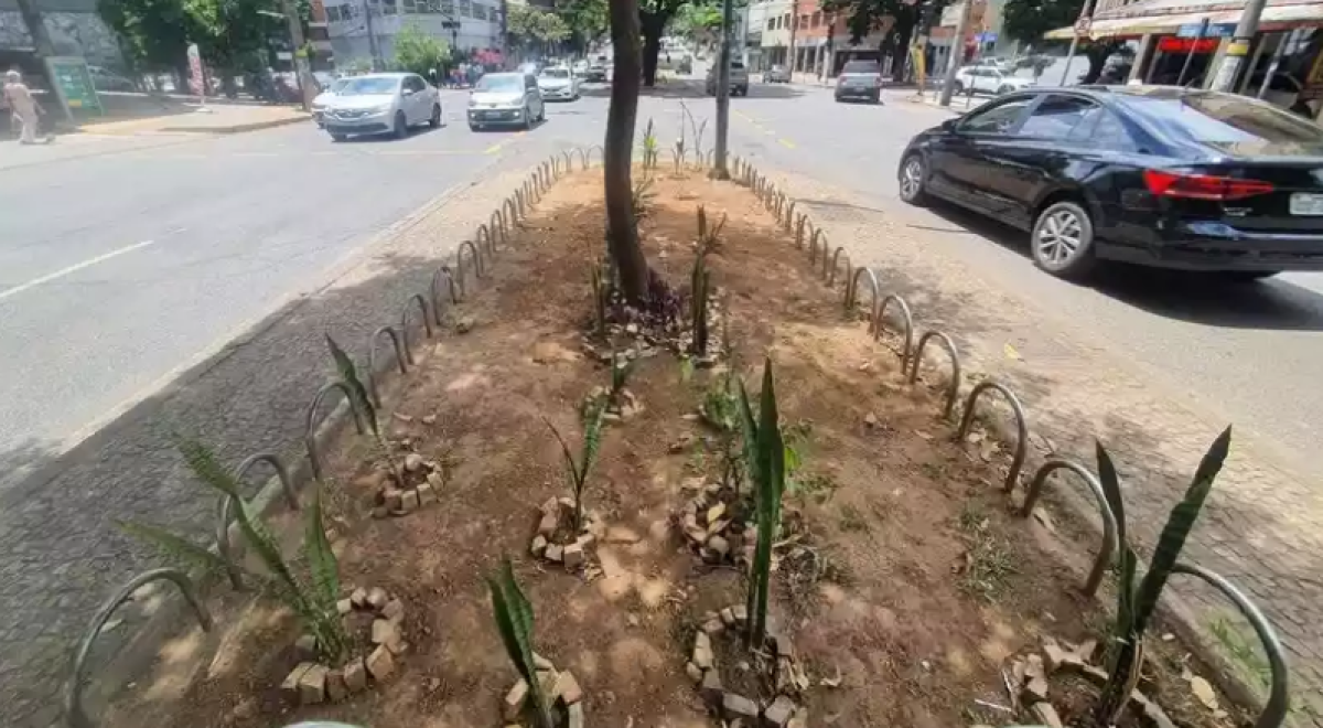 Mulher planta Espadas de São Jorge em avenida para espantar mau-olhado