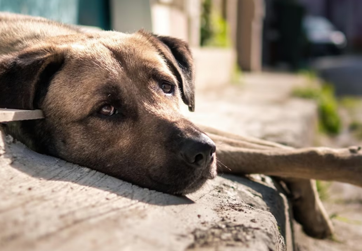 Suspeito de praticar zoofilia com filhote de cachorro é indiciado