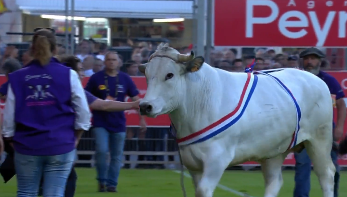 Touro invade campo durante partida de rugby na França; veja