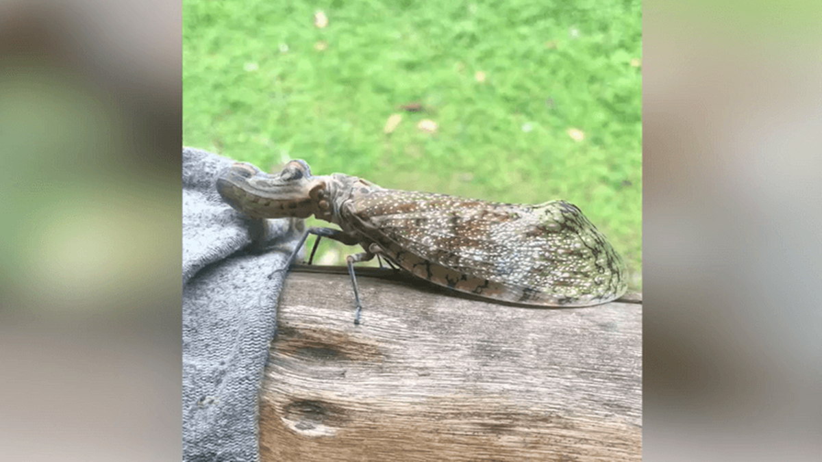 Inseto com corpo de borboleta e cabeça de jacaré é filmado na Amazônia