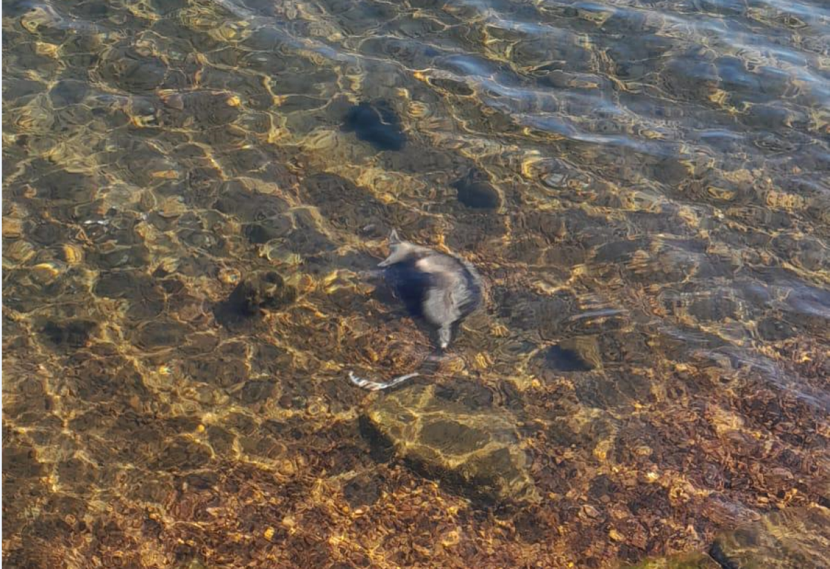 Vídeo flagra momento em que homem afoga animais silvestres no Lago Sul