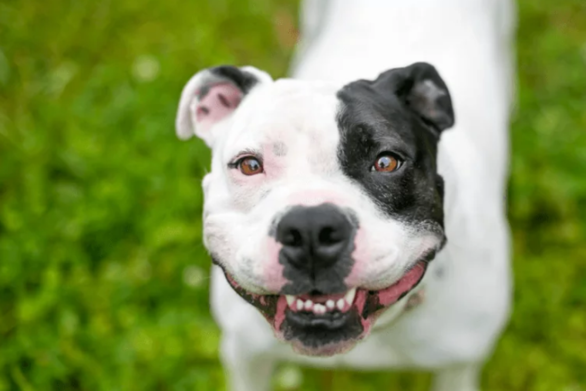 Zoonoses de Brasília conta com 22 animais disponíveis para adoção