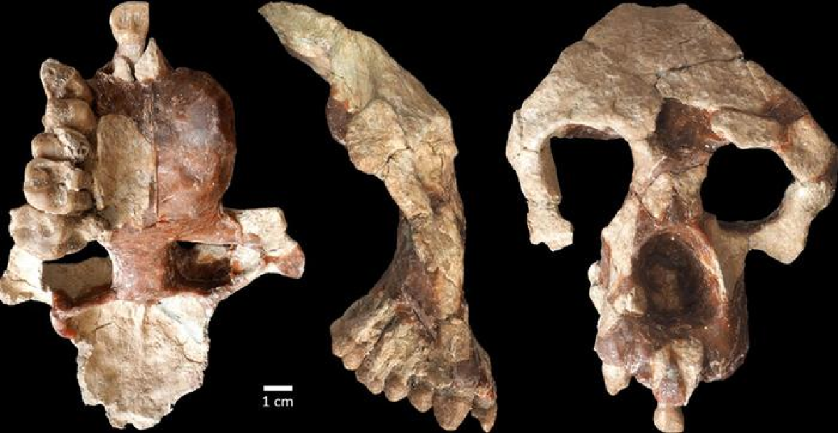 Fóssil de dinossauro de 110 milhões de anos, contrabandeado para