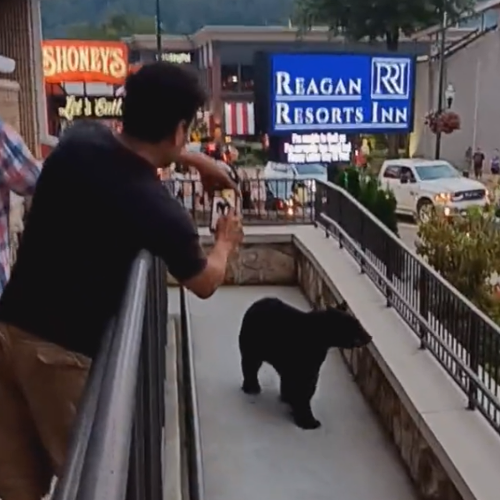 Ursos circulam em meio a cidade no Tennessee, nos EUA; confira o vídeo