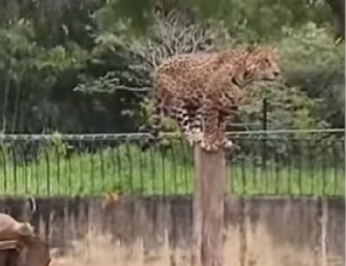 Onça do Zoológico de Brasília se equilibra em tronco e assusta visitantes