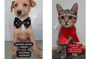 De Wagner Moura a Taylor Swift: ONG dá nome de famosos para animais em adoção - Instagram / @adotevica