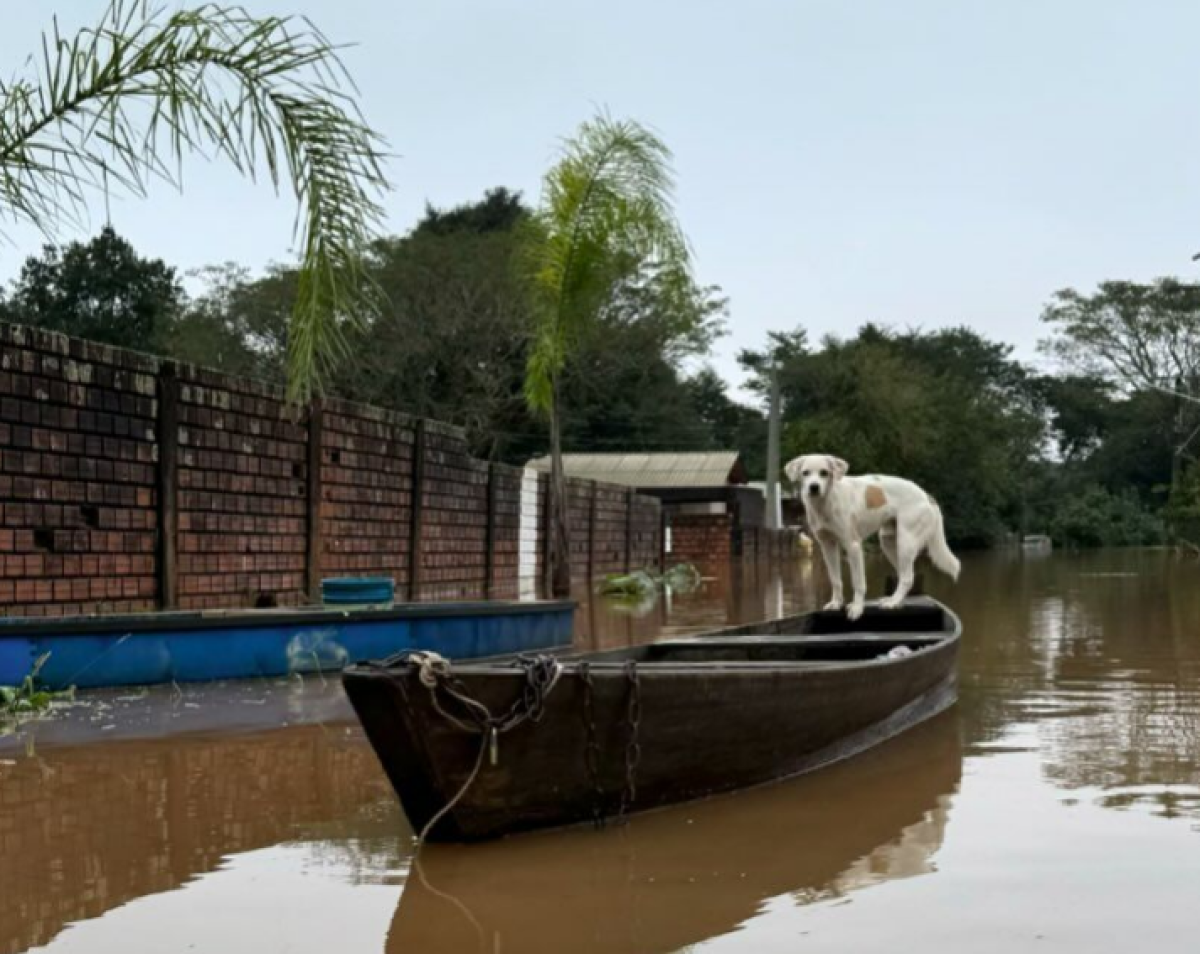 RS: ONG de Campo Bom resgata mais de 80 cachorros em meio a enchentes; veja como ajudar