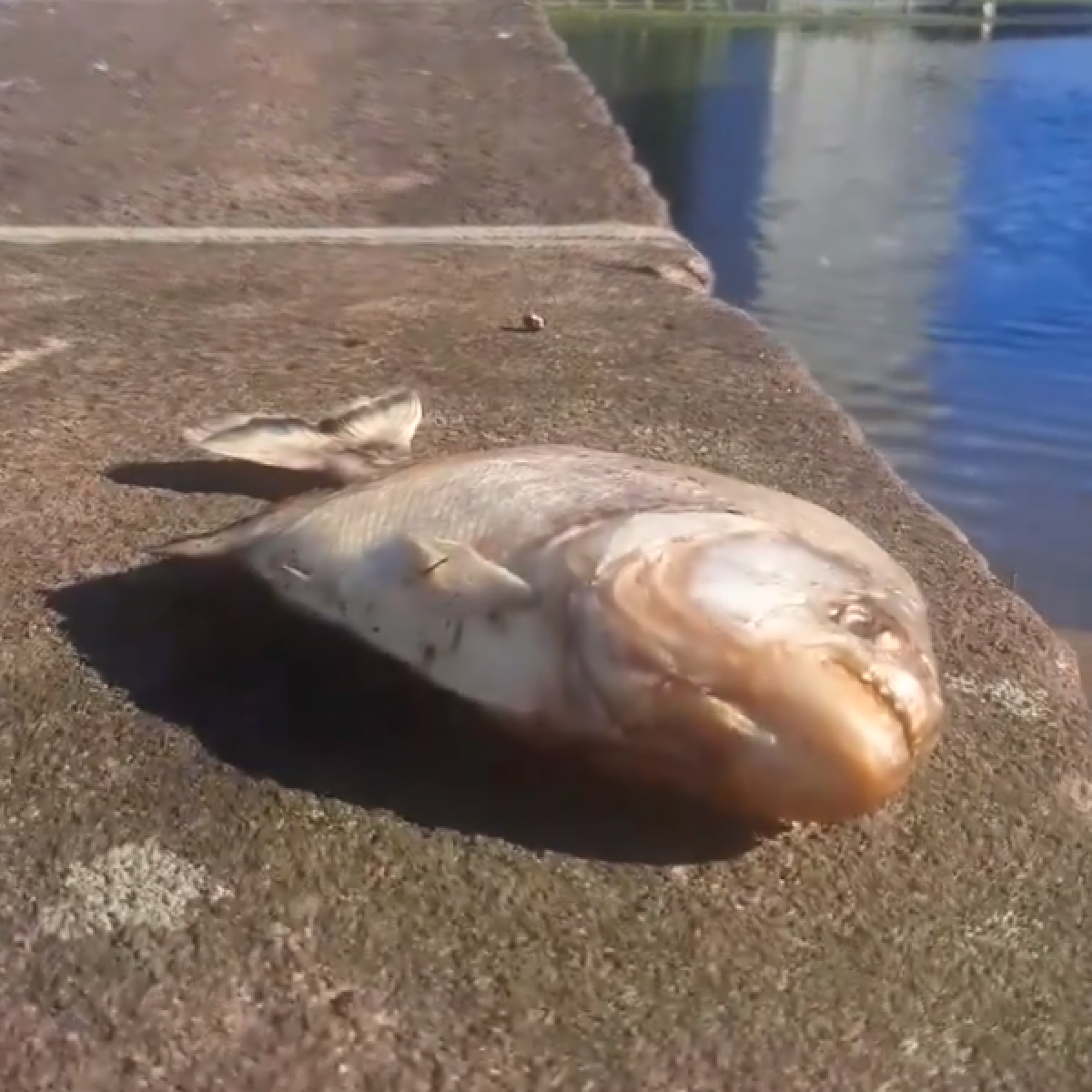 Vídeos flagram piranhas nas ruas de Porto Alegre após enchentes no RS