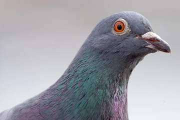 Por que tanta gente odeia pombos? -  (crédito: BBC Geral)
