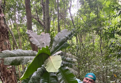 A Guapeba (fruta-do-Imperador ou árvore-imperial) é rara. Mas foi encontrada recentemente na Reserva Biológica de Duas Bocas, em Cariacica (ES)  por uma equipe do Instituto Estadual de Meio Ambiente e Recursos Hídricos e da Vale do Rio Doce. -  (crédito: Divulgação
)