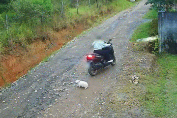 Mulher abandona cachorro em rua e é investigada pela polícia  -  (crédito: Reprodução)