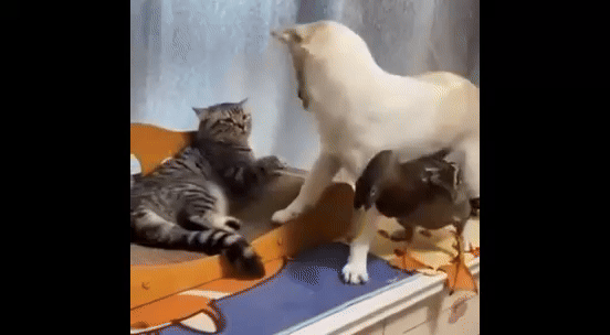 briga de pets -  (crédito: reprodução)