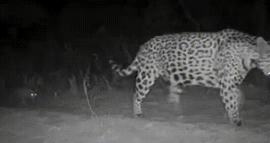 Onças trigêmeas gif -  (crédito: Onças trigêmeas gif)