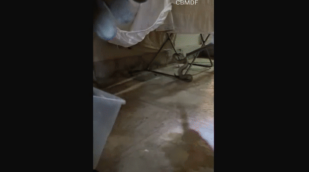 cobra - (crédito: reprodução) cobra - (crédito: reprodução)