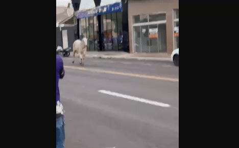 boi -  (crédito: reprodução)