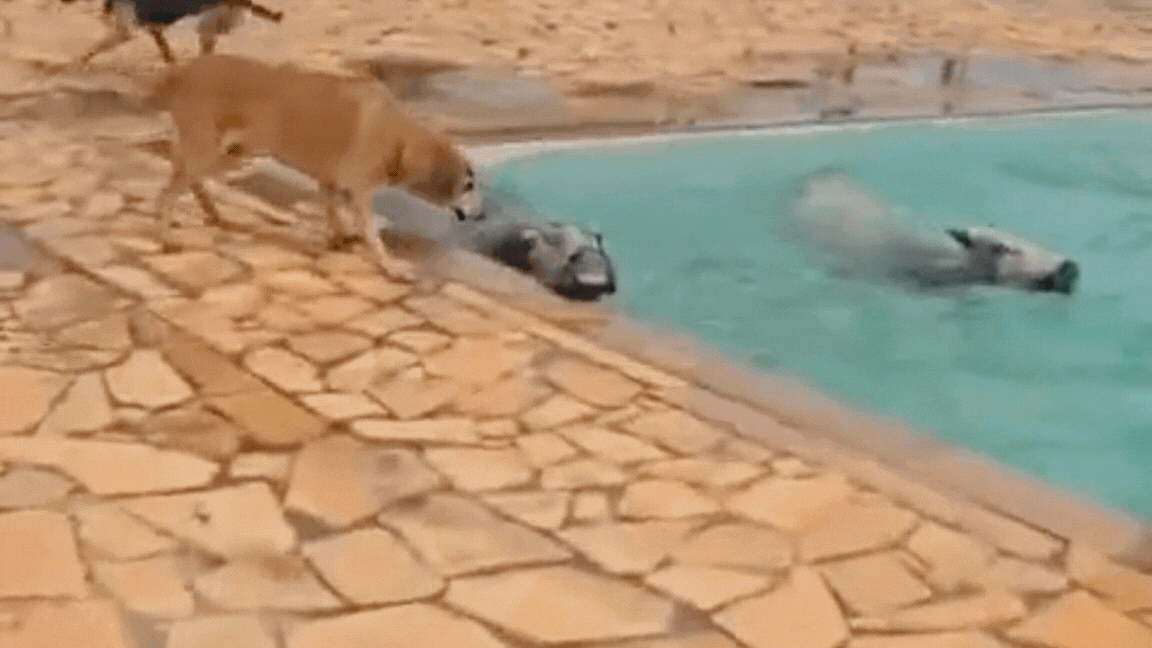 CBMMG -  (crédito: CBMMG)