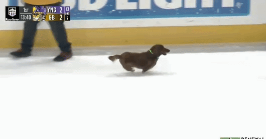 salsicha -  (crédito: reprodução)