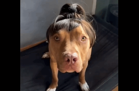 cachorro peruca -  (crédito: reprodução)