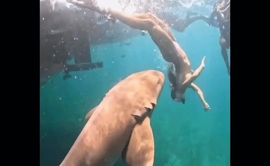 tubarão -  (crédito: reprodução)