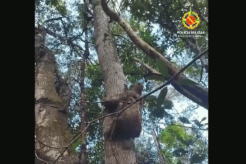 bicho-preguiça -  (crédito: reprodução)