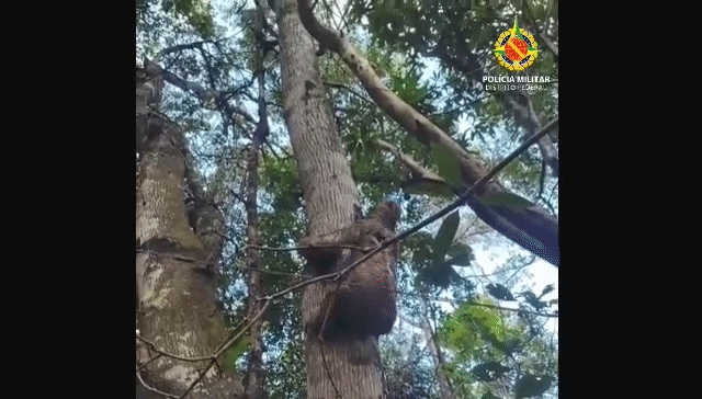 bicho-preguiça -  (crédito: reprodução)