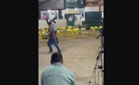 boi leilão -  (crédito: produção)