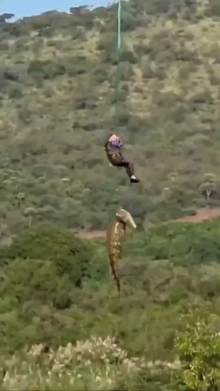 Autoridades capturam réptil que matou empresário da África do Sul -  (crédito: Redes Sociais)