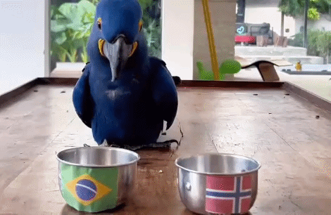 animais videntes -  (crédito: reprodução)