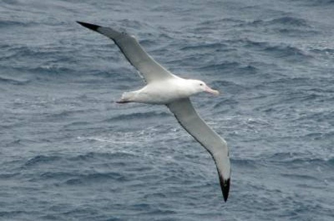 O texto foi aprovado por 143 países, 60 dos quais já o ratificaram, assim como pela União Europeia - 