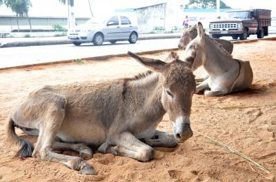 Fábio Cortez/DN/D.A Press