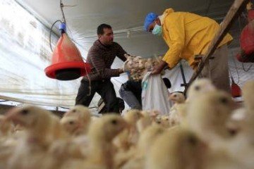 Aumento de casos de gripe aviária desperta preocupação -  (crédito: SAID KHATIB)
