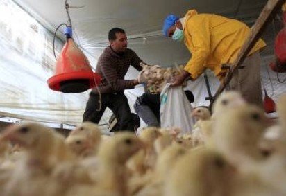 Aumento de casos de gripe aviária desperta preocupação -  (crédito: SAID KHATIB)