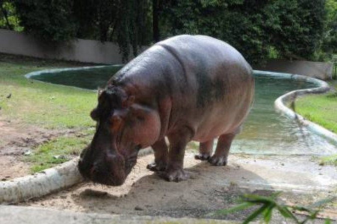 31/05/2013. Credito: Paulo Filgueiras/EM/D.A Press. Brasil. Belo Horizonte - MG. Nascimento de filhote de hiopopotamo no zoologico da capital mineira. Na foto, o hipopotamo macho.