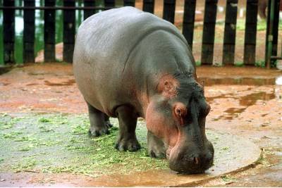 Bárbara é a moradora mais antiga e chegou ao zoo em 1983, com oito meses de vida - (crédito: Paulo de Araújo/CB/D.A Press) Bárbara é a moradora mais antiga e chegou ao zoo em 1983, com oito meses de vida - (crédito: Paulo de Araújo/CB/D.A Press)