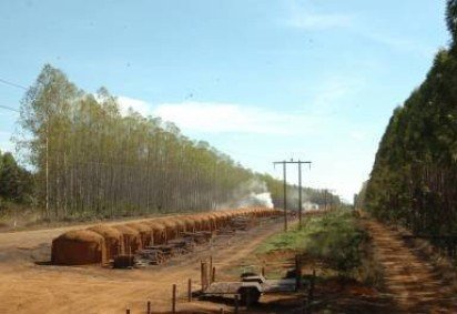 25/05/2007. Crédito: Beto Magalhaes/EM/D.A Press. Brasil. Belo Horizonte - MG. Vista geral de eucaliptos e carvoeiras. -  (crédito: Beto Magalhaes/EM/D.A Press) -25/05/2007. Crédito: Beto Magalhaes/EM/D.A Press. Brasil. Belo Horizonte - MG. Vista geral de eucaliptos e carvoeiras. -  (crédito: Beto Magalhaes/EM/D.A Press)
