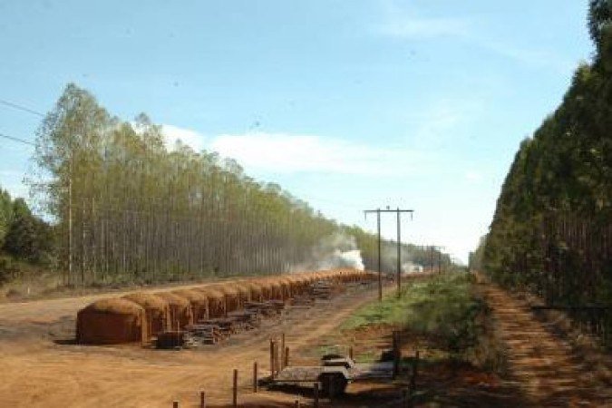 25/05/2007. Crédito: Beto Magalhaes/EM/D.A Press. Brasil. Belo Horizonte - MG. Vista geral de eucaliptos e carvoeiras. -  (crédito: Beto Magalhaes/EM/D.A Press)
