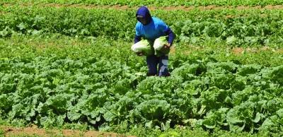 Programa auxilia produtores rurais que queiram investir em áreas como a agroindústria e a fruticultura irrigada - (crédito: Breno Fortes/CB/D.A Press) Programa auxilia produtores rurais que queiram investir em áreas como a agroindústria e a fruticultura irrigada - (crédito: Breno Fortes/CB/D.A Press)