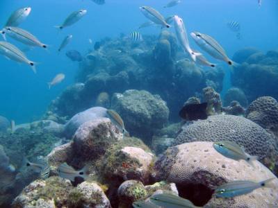 O Açores no Atlântico Norte, em Portugal, é rico em minerais subaquáticos - (crédito: Coral Vivo/EM/D.A Press) O Açores no Atlântico Norte, em Portugal, é rico em minerais subaquáticos - (crédito: Coral Vivo/EM/D.A Press)