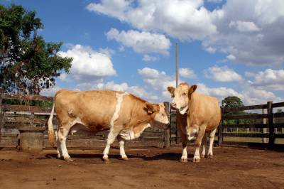França proíbe importação de carne de animais tratados com antibióticos de crescimento -  (crédito: Oswaldo Reis/Esp. CB/D.A Press)