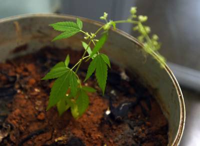 Juiz autoriza paciente a plantar maconha em casa para uso medicinal