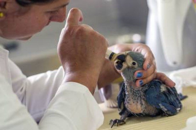 Handout picture released on December 26, 2014 of an expert with an 'Ararinha-azul' (Spix's Macau - Cyanopsitta spixii) born in captivity at the Chico Mendes Institute for Biodevirsity Conservation (ICMBio) in Rio de Janeiro, Brazil.    AFP PHOTO / ICMBIO - LEONARDO MILANO     RESTRICTED TO EDITORIAL USE   MANDATORY CREDIT 