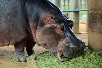 03/04/2015 Crédito: André Violatti/Esp. CB/D.A. Press. Brasil. Brasília - DF. Hipopotamo é um dos animais do Le Cirque que está em disputa judicial no TJDFT, no Zoologico de Brasilia.
